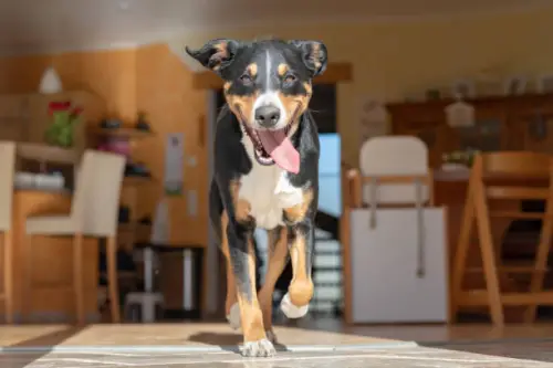 Do Veterinarians Recommend Dog Treadmills?