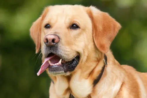What Size Treadmill Do I Need For My Dog?