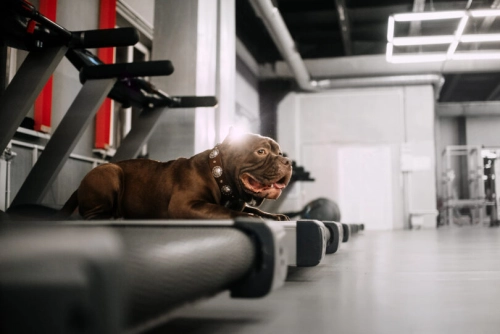 Can A Dog Use A Human Treadmill?