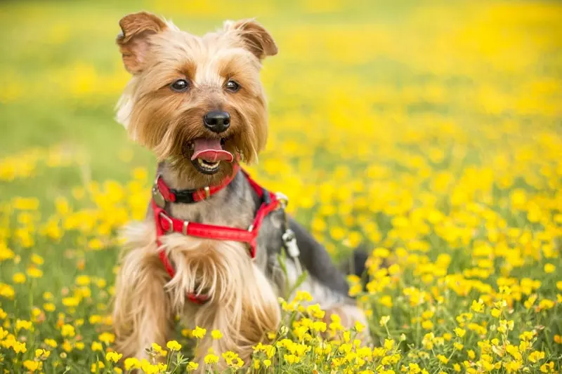 What Are The Advantages And Disadvantages Of Dog Treadmills Compared To Outdoor Exercise?