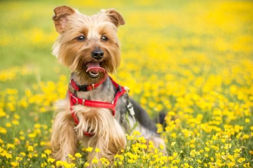 What Are The Advantages And Disadvantages Of Dog Treadmills Compared To Outdoor Exercise?