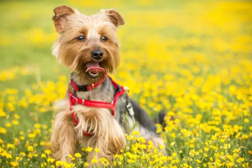 What Are The Advantages And Disadvantages Of Dog Treadmills Compared To Outdoor Exercise?