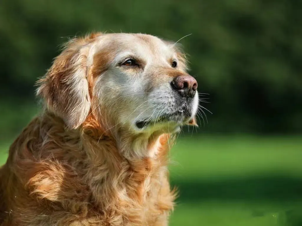 Are Pet Treadmills Suitable for Dogs with Specific Health Problems?