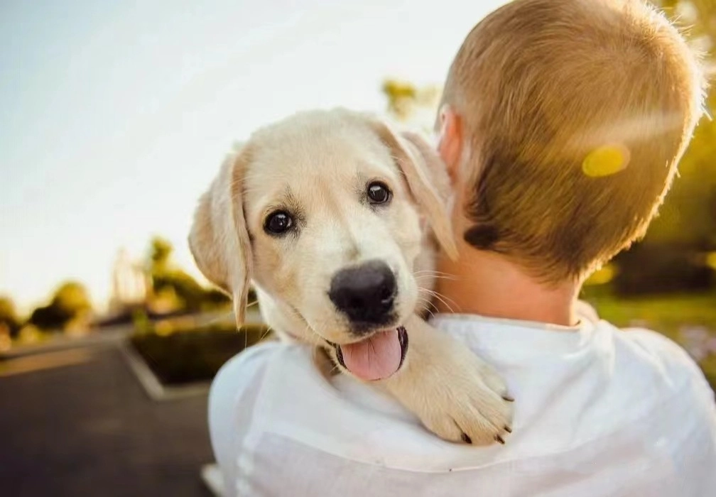Can A Dog Treadmill Help With Behavioral Issues Like Hyperactivity or Anxiety?
