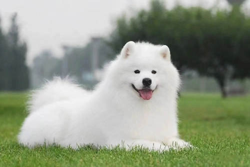 Will Dogs Like Non-Electric Treadmills?