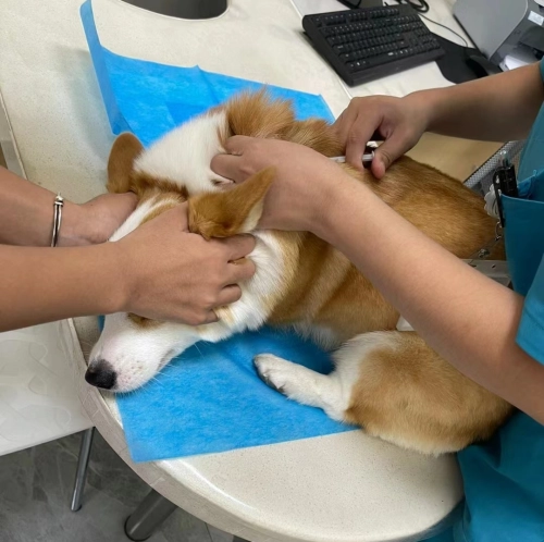 Can A Dog Use A  Dog Treadmill For Rehabilitation After An Injury?