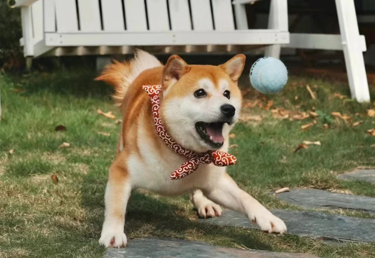 How To Incorporate Play Into Your Dog’s Exercise Routine