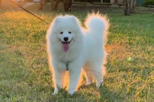 Dog Exercise Safety Tips: Avoiding Heat Stroke and Overexertion