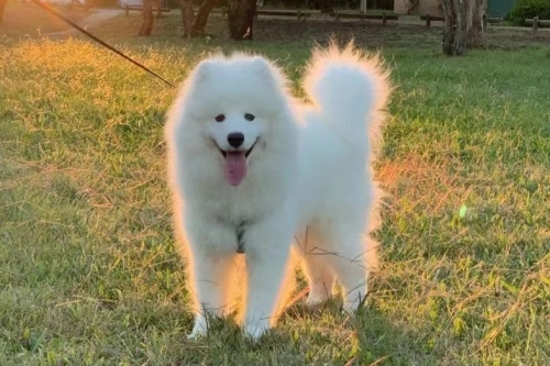 Dog Exercise Safety Tips: Avoiding Heat Stroke and Overexertion