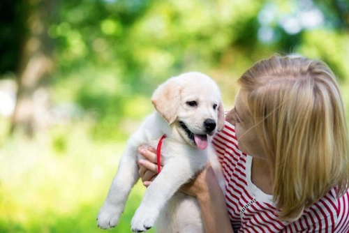 Safe Exercise for Puppies: What You Need to Know