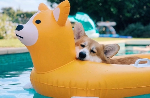 Swimming with Your Dog: A Comprehensive Guide