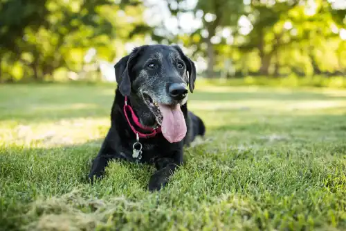 Gentle Daily Exercise for Senior Dogs