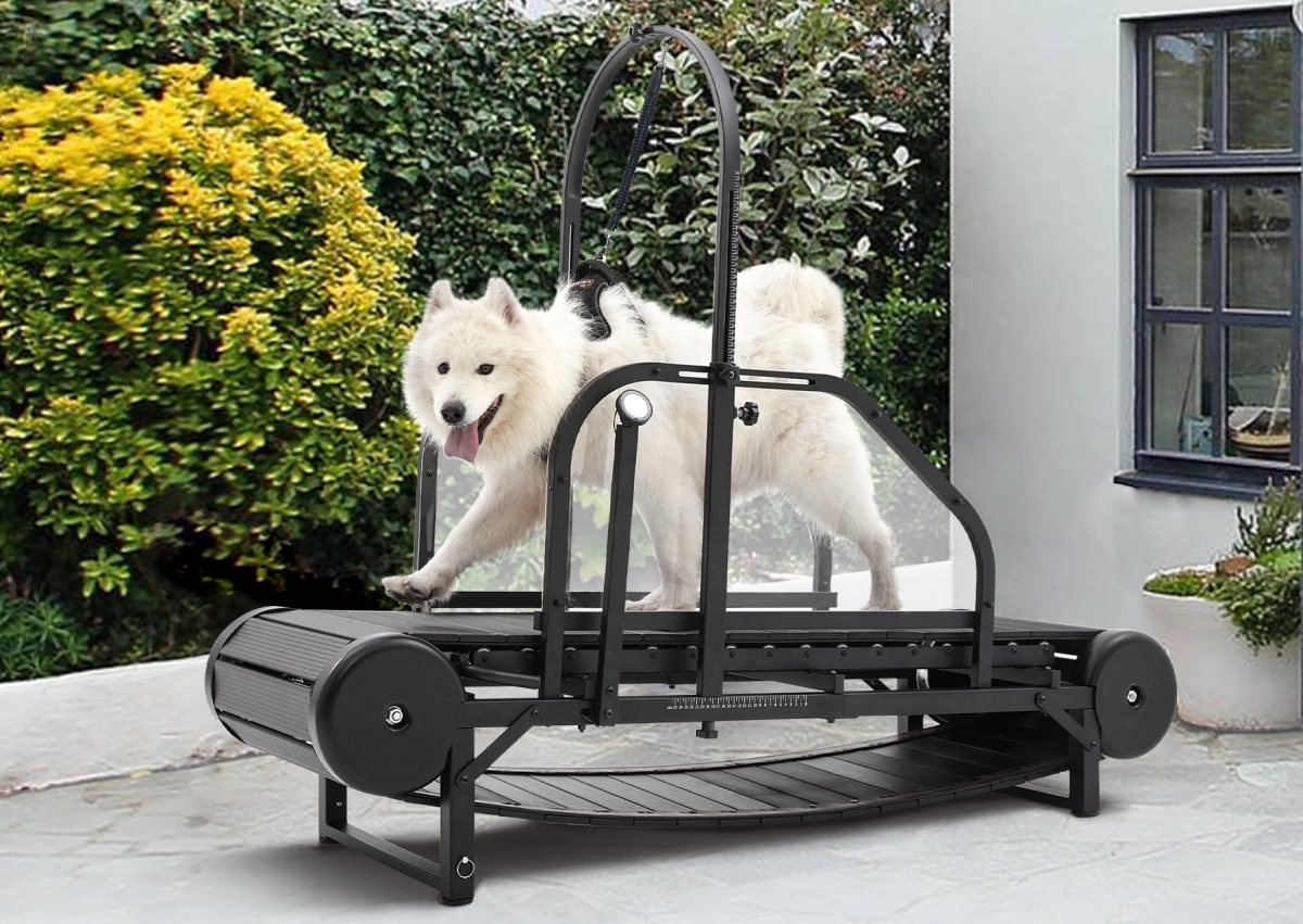 Common Mistakes to Avoid When Using Non-Electric Dog Treadmills