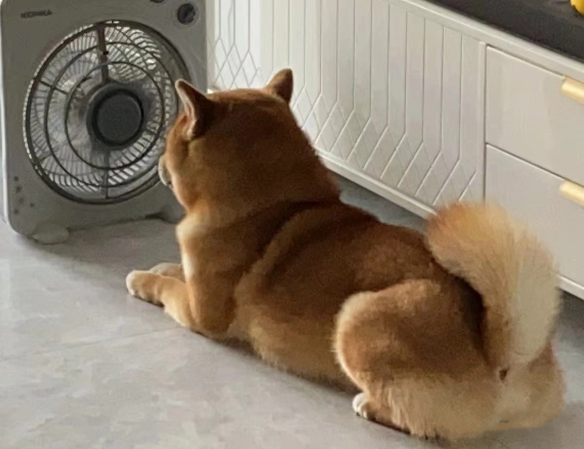 Summer Fitness: Use a Non-Electric Dog Treadmill During the Hot Months