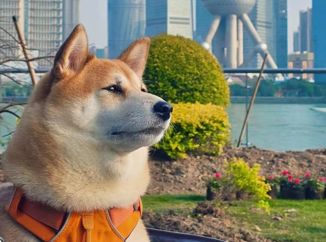 Urban Dog Fitness: Exercising Dogs in the City