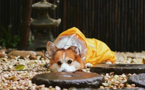 Should You Walk Your Dog in the Rain?