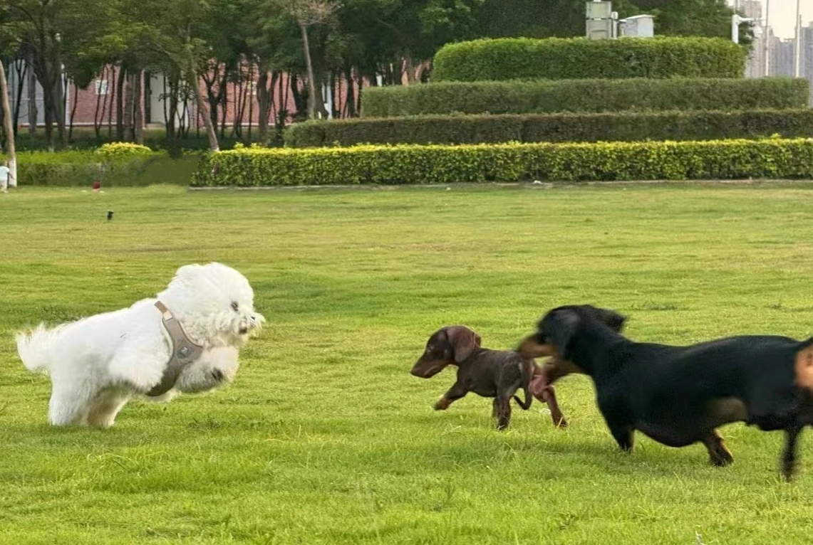 Using Dog Parks: Etiquette and Safety Tips