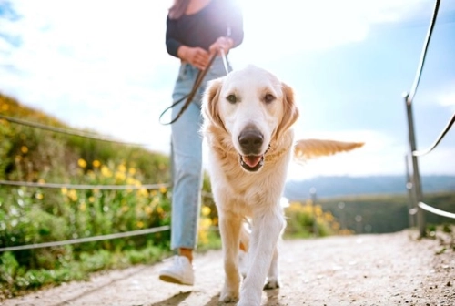 10 Summer Dog Walking Tips （Article Reprint）