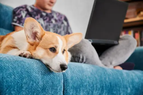 Why a Dog Treadmill Might Be the Perfect Solution for Busy Pet Owners