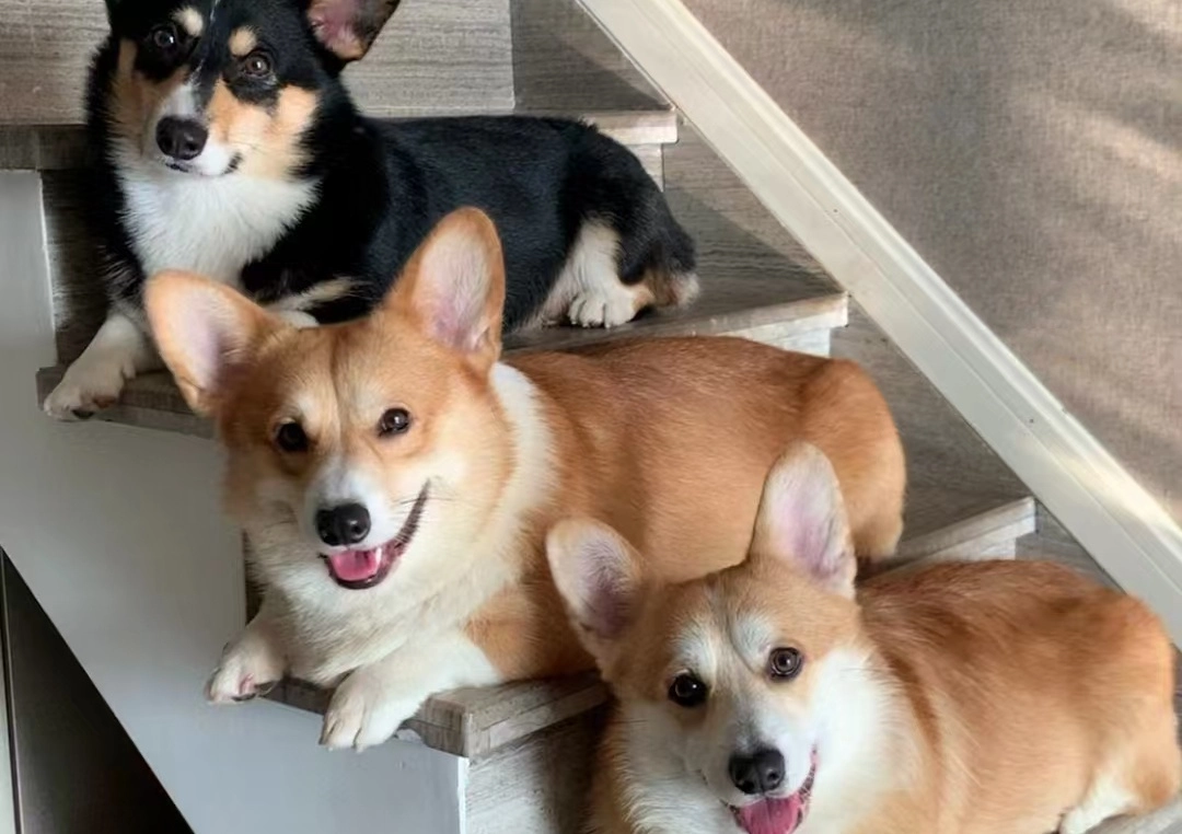 Is Climbing Stairs A Good Exercise For Dogs?