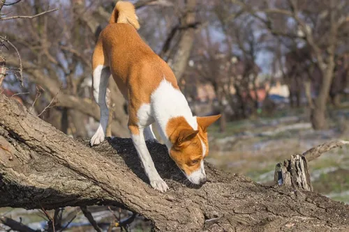 Why Sniffing Is Essential For Your Dog's Wellbeing