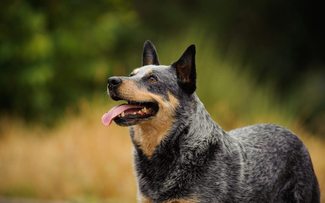 Best Exercises for High-Energy Dogs