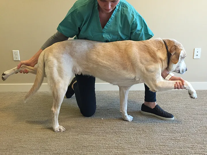 How to Keep Your Dog's Joints Healthy Through Exercise