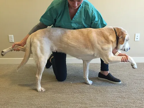 How to Keep Your Dog's Joints Healthy Through Exercise