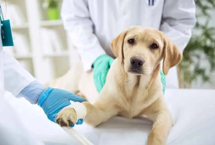 How to Recognize and Treat Canine Arthritis