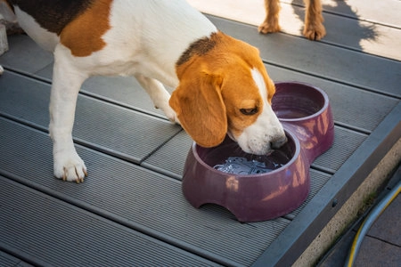 The Role of Hydration in Your Dog's Health