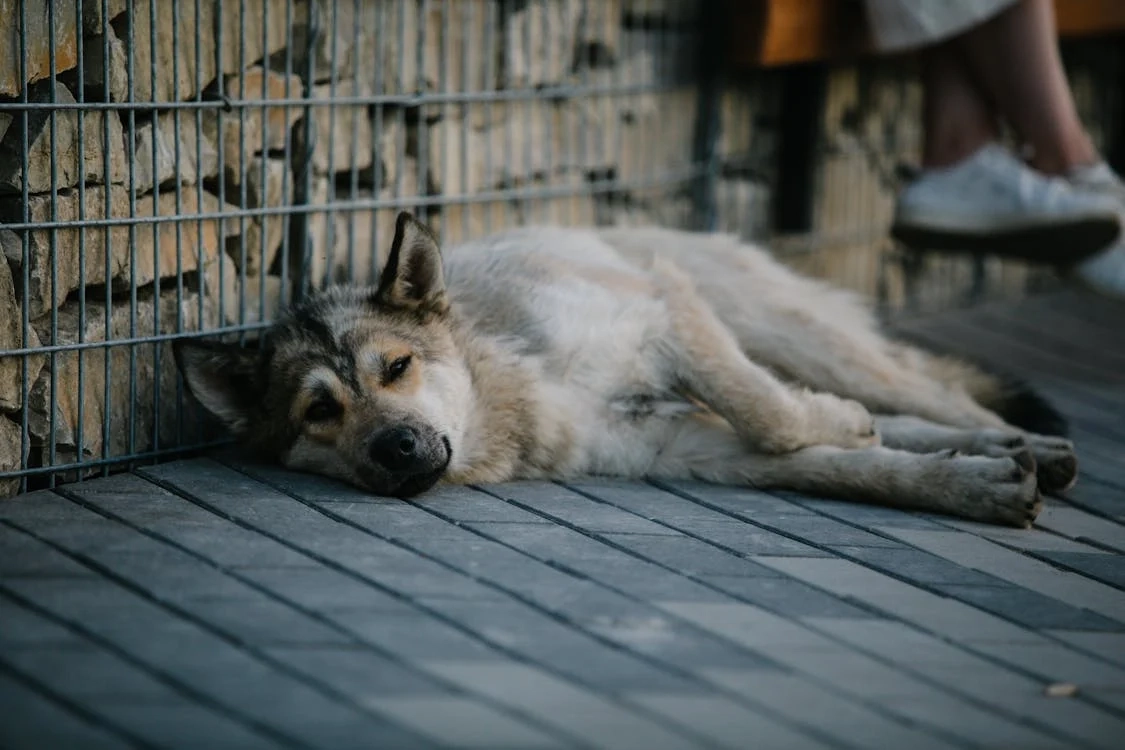 Understanding Your Dog’s Exercise Limits: Signs of Fatigue