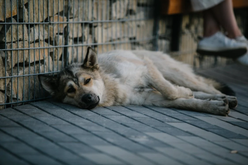 Understanding Your Dog’s Exercise Limits: Signs of Fatigue