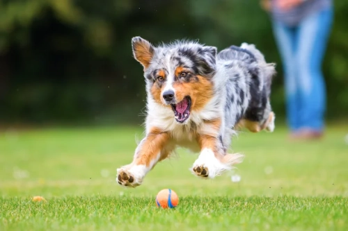 How Exercise Improves Your Dog’s Mental Health