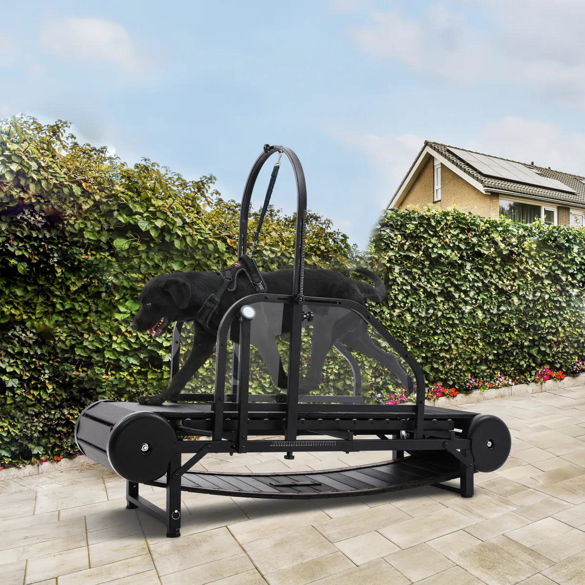 Benefits of Non-Electric Dog Treadmills for Working Service Dogs