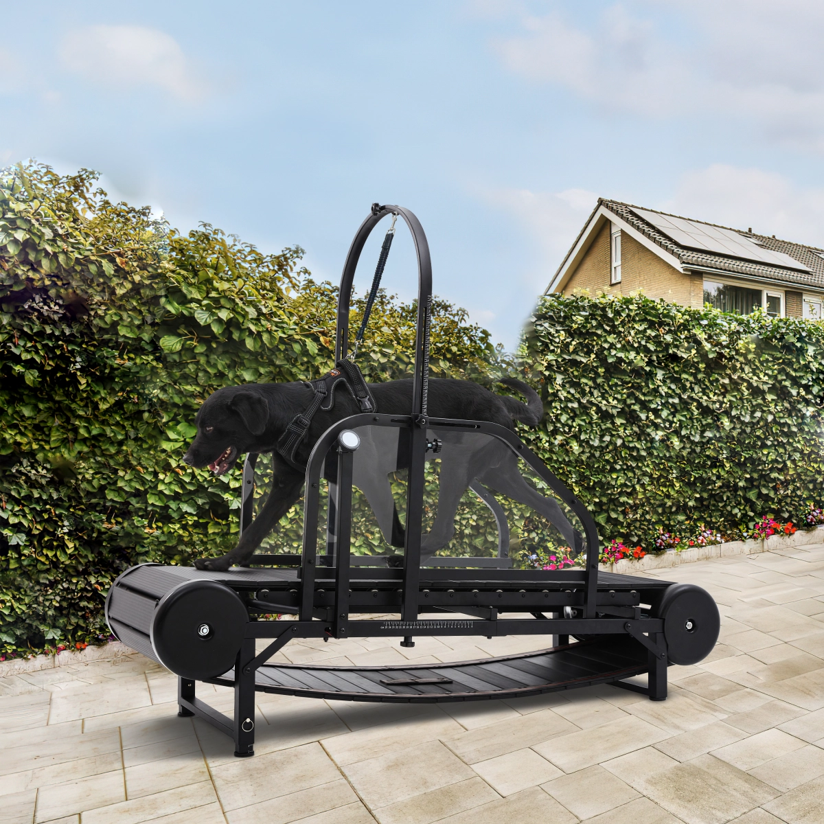 Benefits of Non-Electric Dog Treadmills for Working Service Dogs