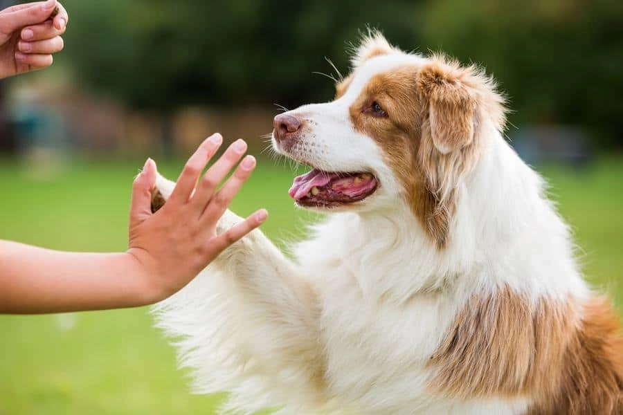 Socializing Your Dog for Better Health and Happiness