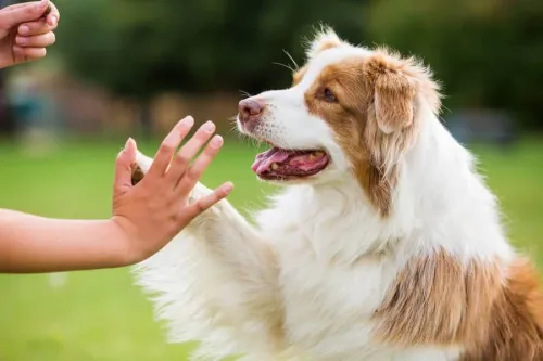Socializing Your Dog for Better Health and Happiness