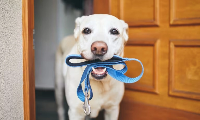 A Guide to Canine Weight Management