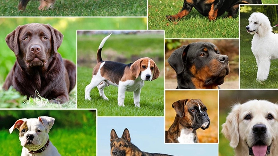 Size Guid For Dog Breeds
