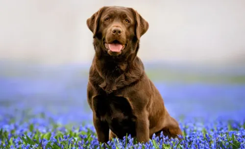 Non-Electric vs. Underwater Dog Treadmills: Key Differences