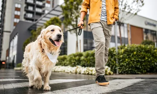 Transform Dog Fitness