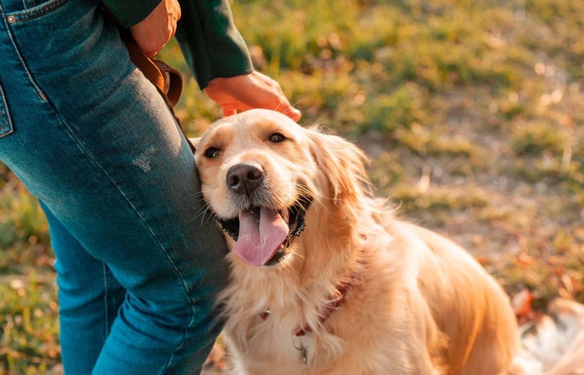 Golden Retrievers: Heartwarming Companions and Athletic Achievers in the Family