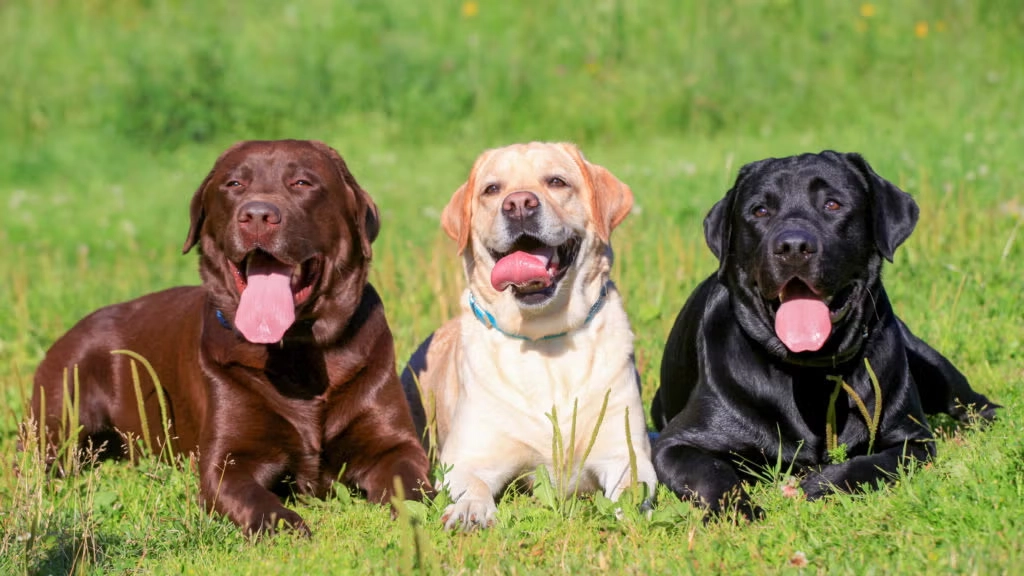 Labrador: A Loyal, Intelligent Family Companion and Multifunctional Working Dog