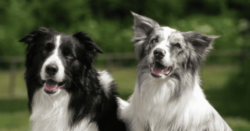Border Collie: The Embodiment of Intelligence and Energy
