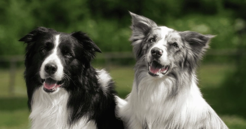 Border Collie: The Embodiment of Intelligence and Energy