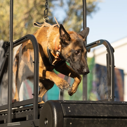 How to Train Your Dog to Walk on a Non-Electric Treadmill
