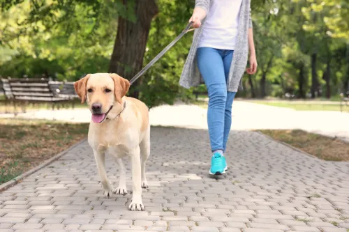 Tips for Choosing the Right Dog Treadmill for Large Breeds