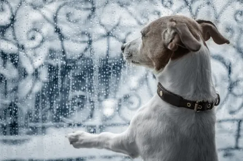 How to Keep Your Dog Fit Indoors When the Weather Turns Extreme