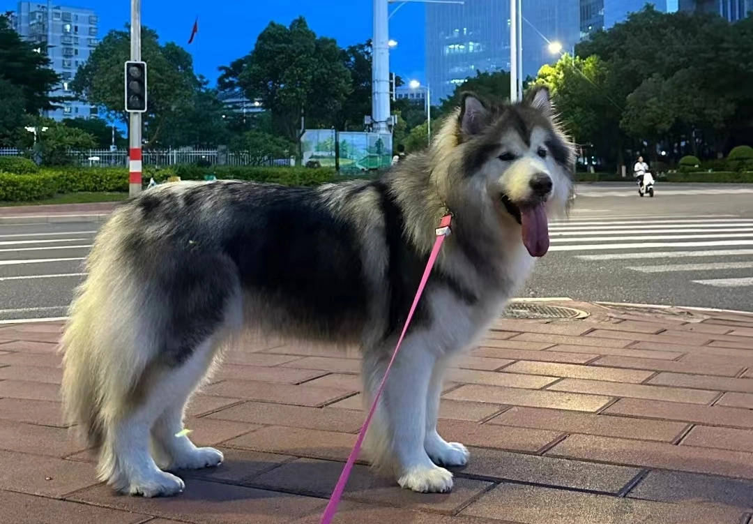 Why Walking Your Dog May Fall Short of Their Exercise Needs