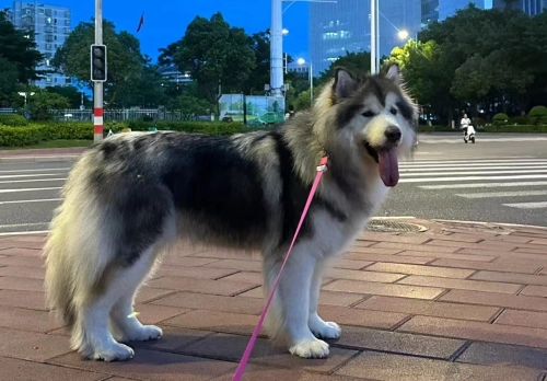 Why Walking Your Dog May Fall Short of Their Exercise Needs